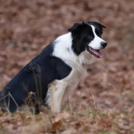 Meuble Celtic Niederbronn-les-Bains